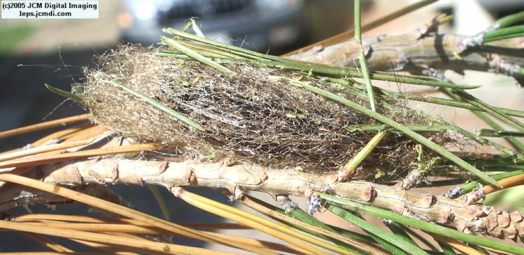 Gloveria arizonensis (no common name known) Adult insect images and rearing documentary