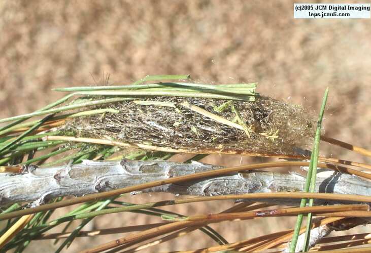 Gloveria arizonensis (no common name known) Adult insect images and rearing documentary