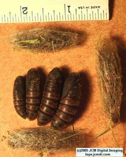 Gloveria arizonensis (no common name known) Adult insect images and rearing documentary