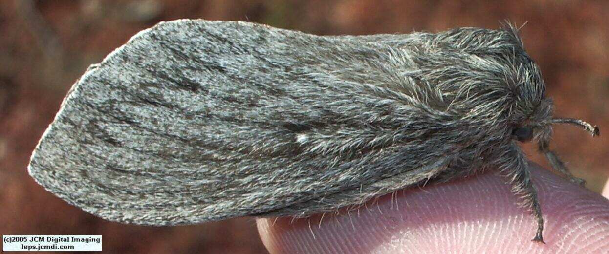 Gloveria arizonensis (no common name known) Adult insect images and rearing documentary