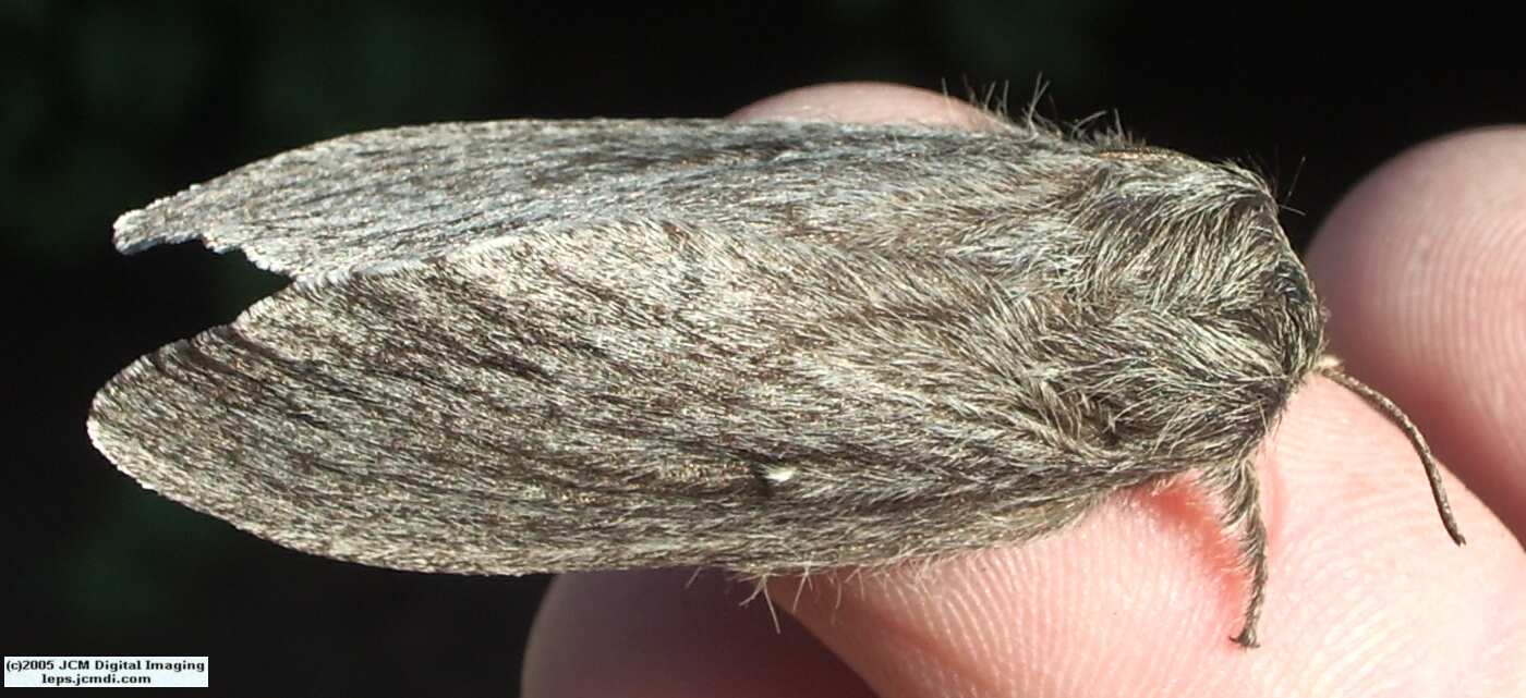 Gloveria arizonensis (no common name known) Adult insect images and rearing documentary