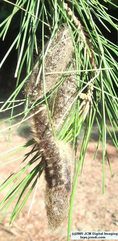 Gloveria arizonensis (no common name known) Adult insect images and rearing documentary