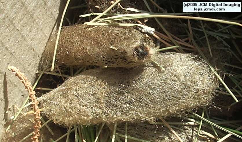Gloveria arizonensis (no common name known) Adult insect images and rearing documentary