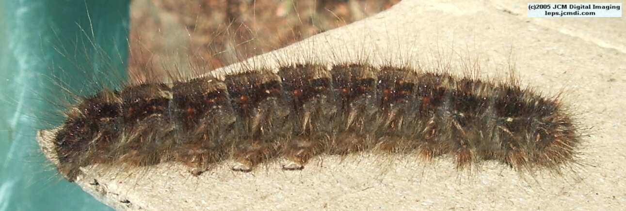 Gloveria arizonensis (no common name known) Adult insect images and rearing documentary