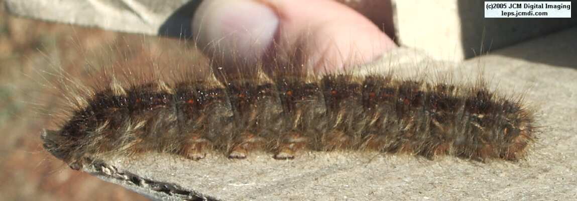 Gloveria arizonensis (no common name known) Adult insect images and rearing documentary