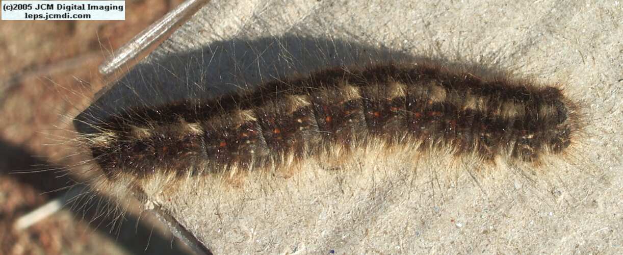 Gloveria arizonensis (no common name known) Adult insect images and rearing documentary