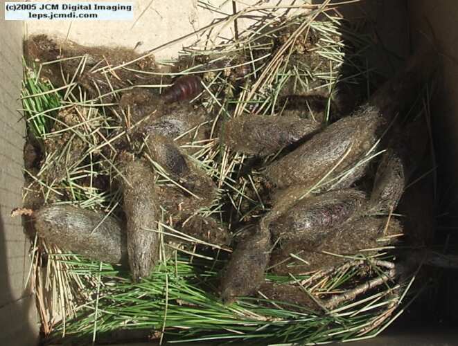 Gloveria arizonensis (no common name known) Adult insect images and rearing documentary