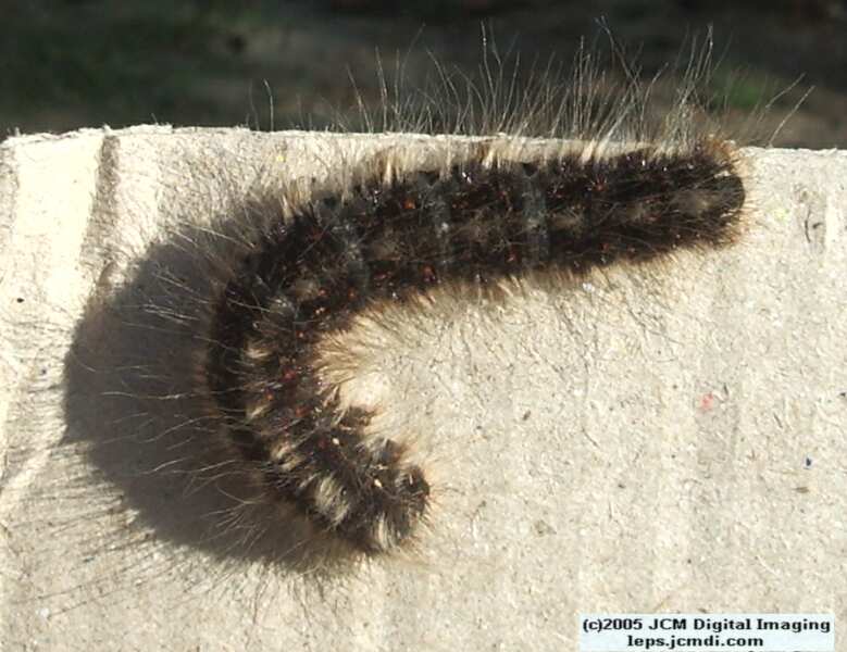 Gloveria arizonensis (no common name known) Adult insect images and rearing documentary