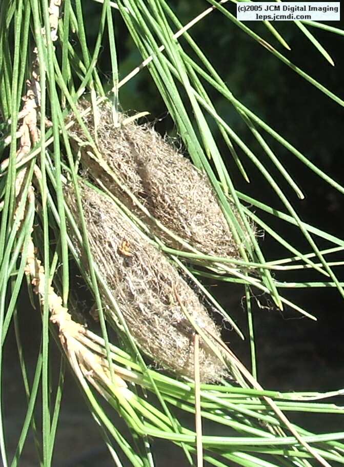 Gloveria arizonensis (no common name known) Adult insect images and rearing documentary