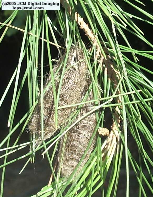 Gloveria arizonensis (no common name known) Adult insect images and rearing documentary