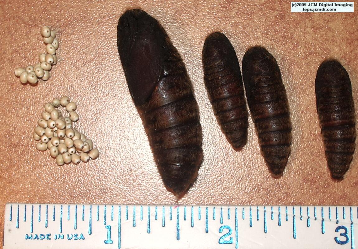 Gloveria arizonensis (no common name known) Adult insect images and rearing documentary