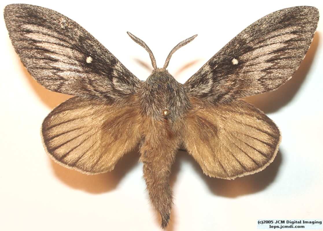 Gloveria arizonensis (no common name known) Adult insect images and rearing documentary