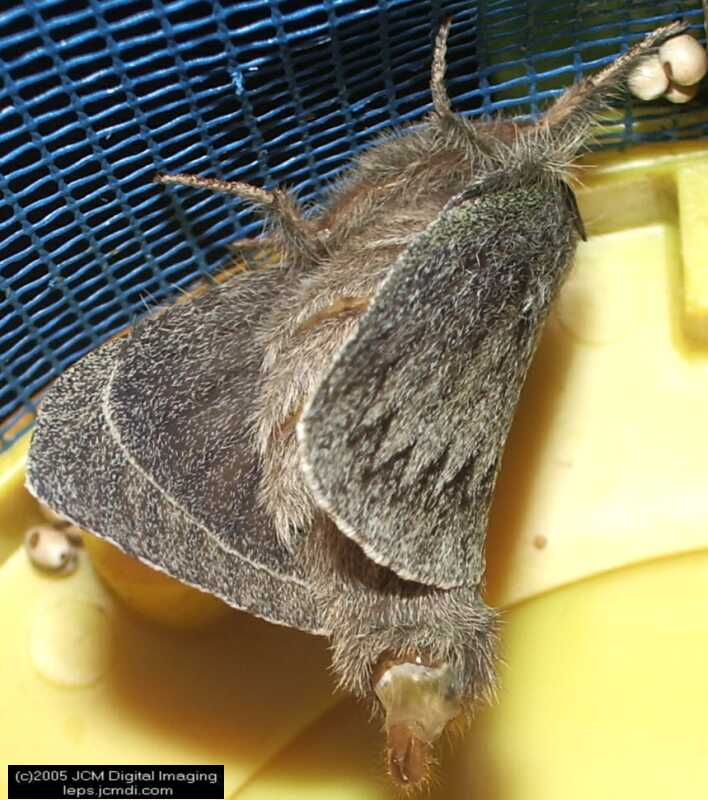 Gloveria arizonensis (no common name known) Adult insect images and rearing documentary