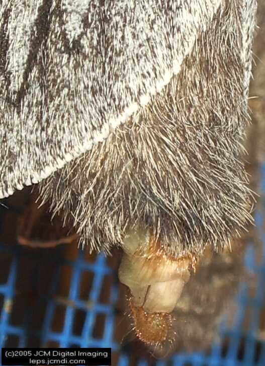 Gloveria arizonensis (no common name known) Adult insect images and rearing documentary