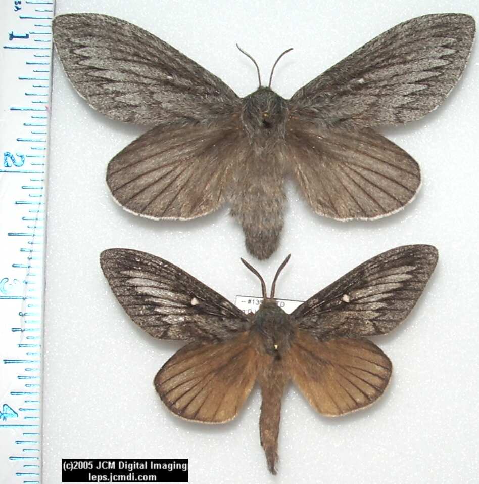 Gloveria arizonensis (no common name known) Adult insect images and rearing documentary