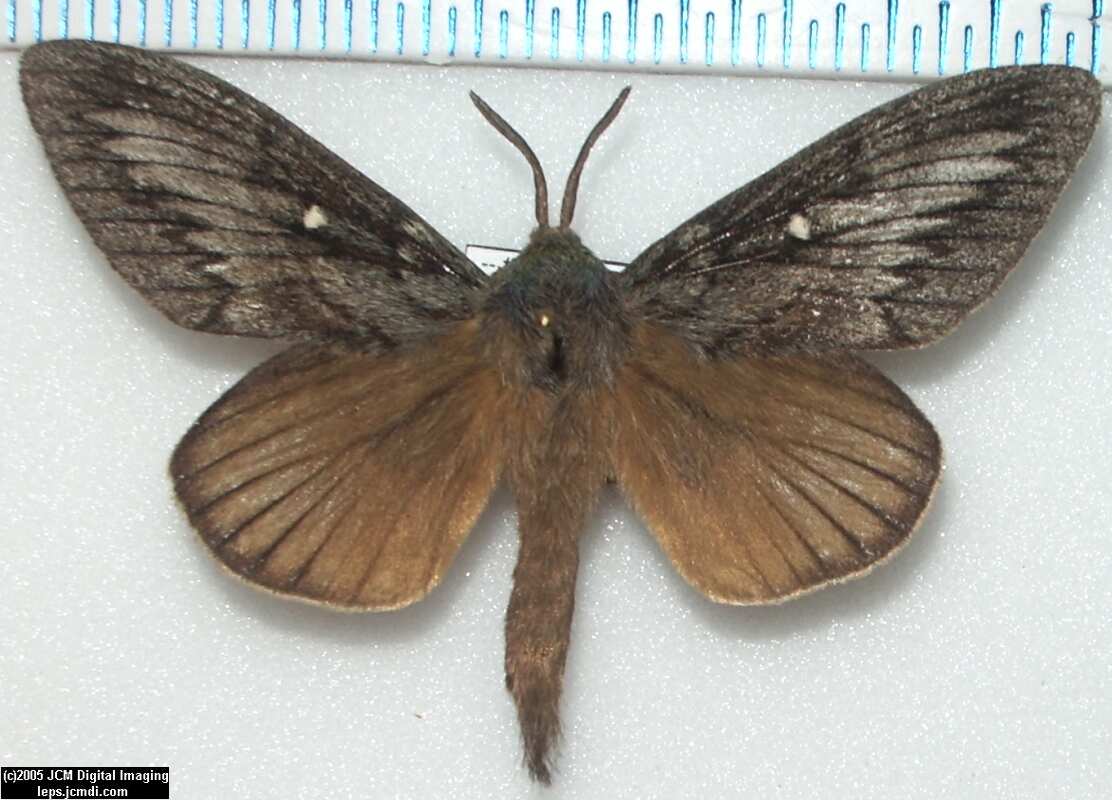 Gloveria arizonensis (no common name known) Adult insect images and rearing documentary