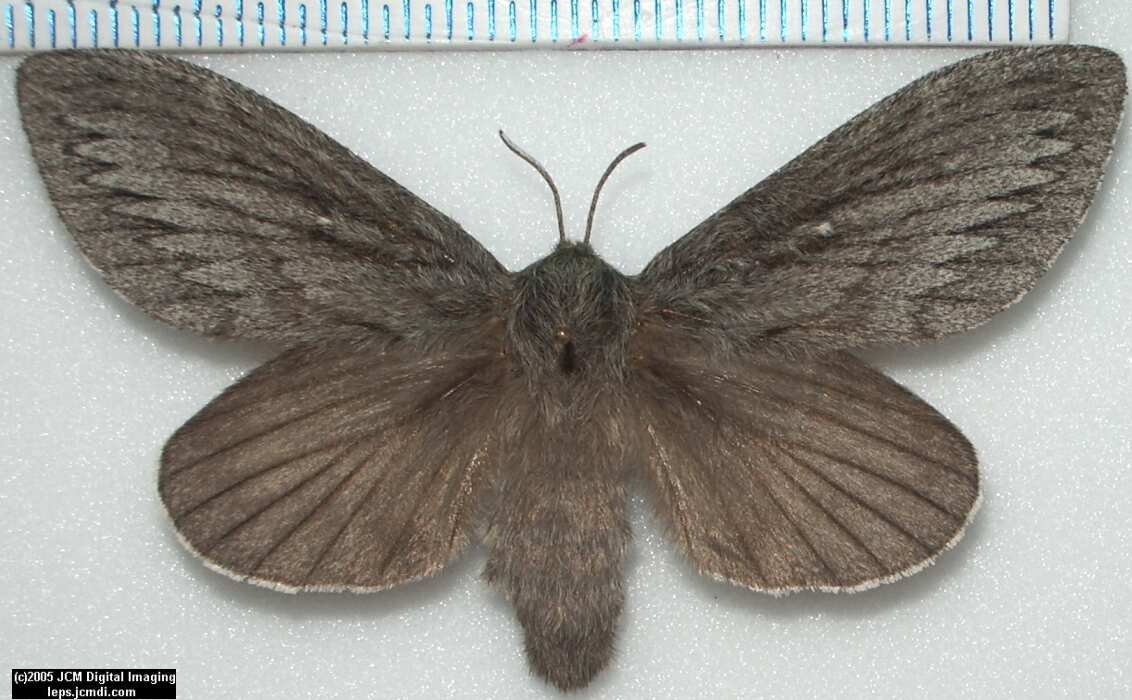 Gloveria arizonensis (no common name known) Adult insect images and rearing documentary