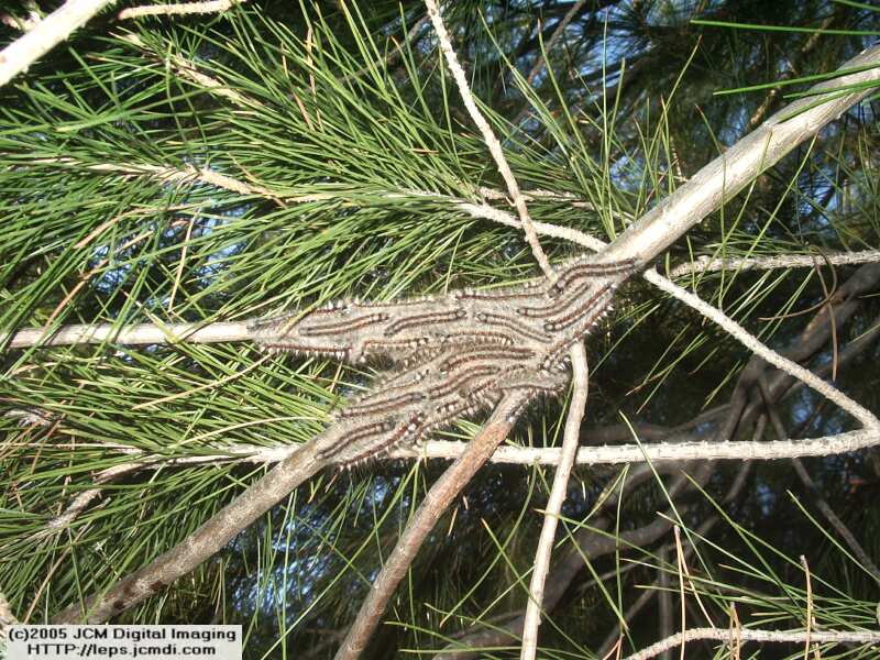 Gloveria arizonensis (no common name known) Adult insect images and rearing documentary