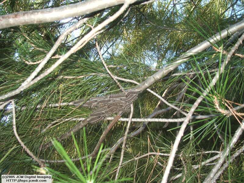 Gloveria arizonensis (no common name known) Adult insect images and rearing documentary