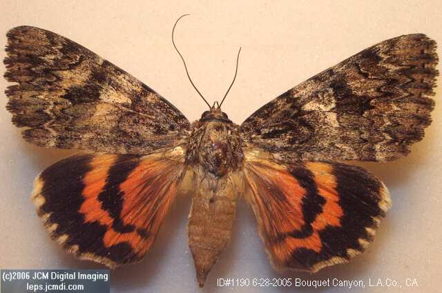 Catocala ilia (NOCTUIDAE:Ilia Underwing) images
