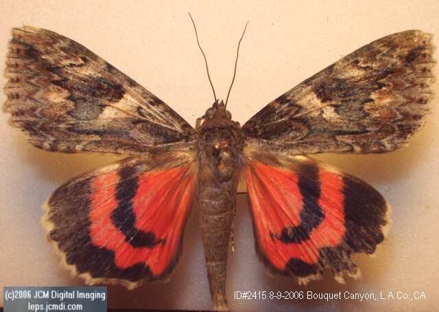 Catocala irene (Irene Underwing) images and documentary