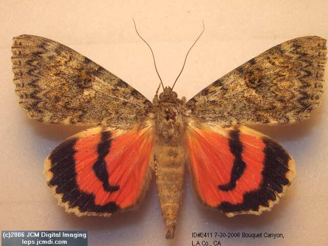 Catocala junctura (NOCTUIDAE:Junctura Underwing) images