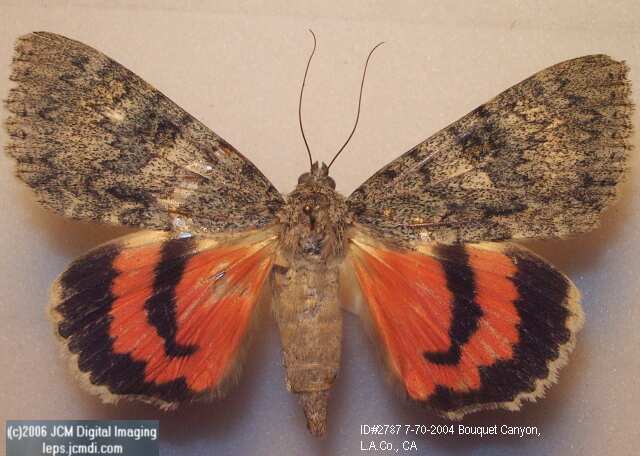 Catocala junctura (NOCTUIDAE:Junctura Underwing) images