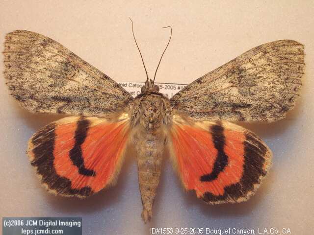 Catocala junctura (NOCTUIDAE:Junctura Underwing) images