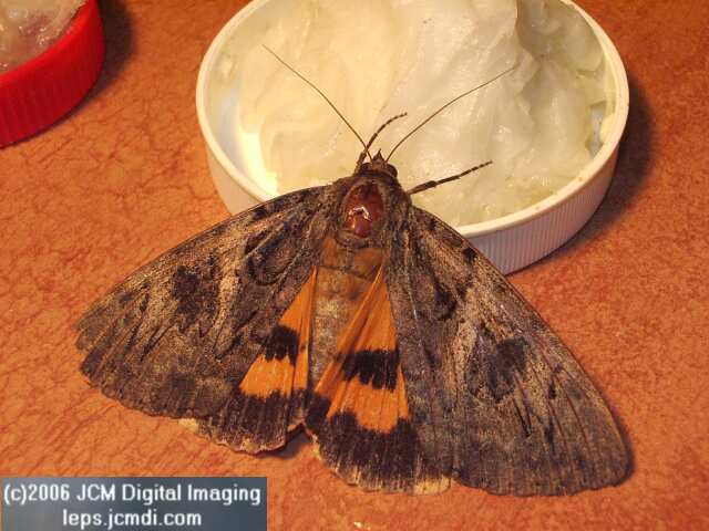 Catocala piatrix (Piatrix Underwing) images and rearing documentary