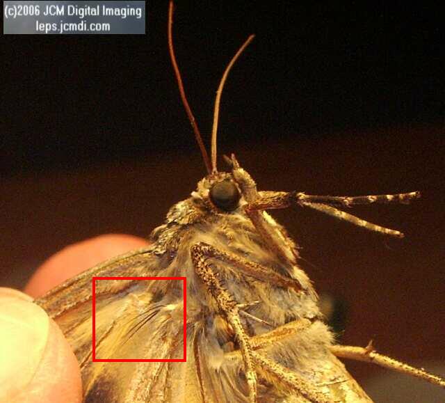 Catocala piatrix (Piatrix Underwing) images and rearing documentary