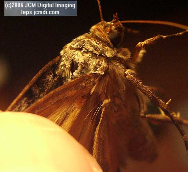 Catocala piatrix (Piatrix Underwing) images and rearing documentary
