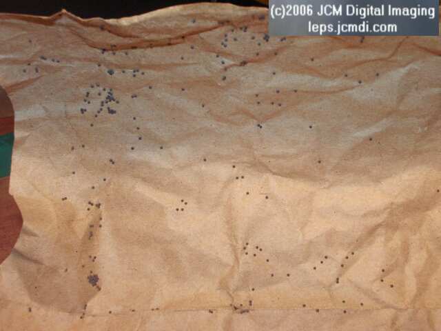 Catocala piatrix (Piatrix Underwing) images and rearing documentary