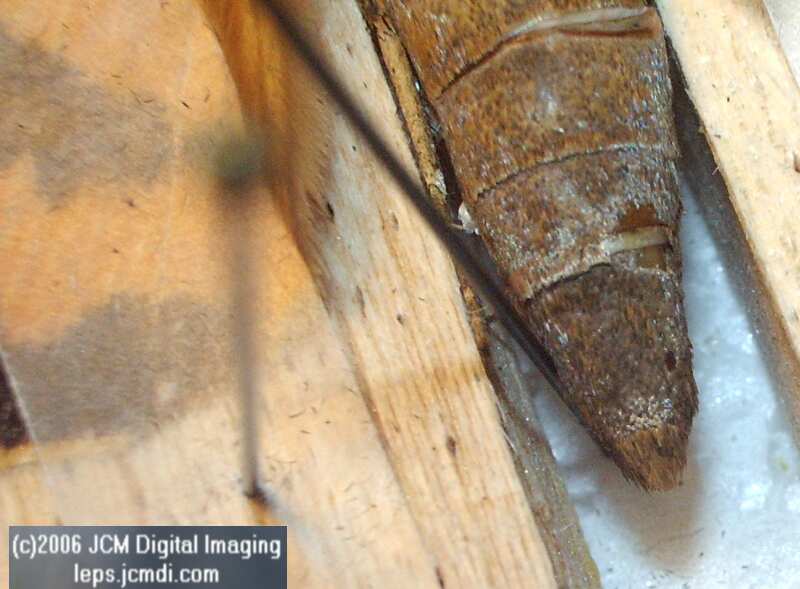 Catocala piatrix (Piatrix Underwing) images and rearing documentary