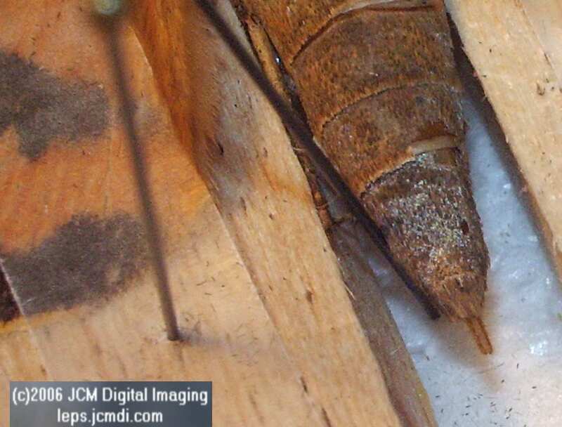 Catocala piatrix (Piatrix Underwing) images and rearing documentary