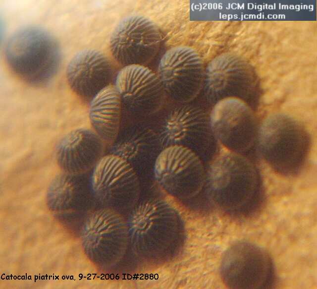 Catocala piatrix (Piatrix Underwing) images and rearing documentary