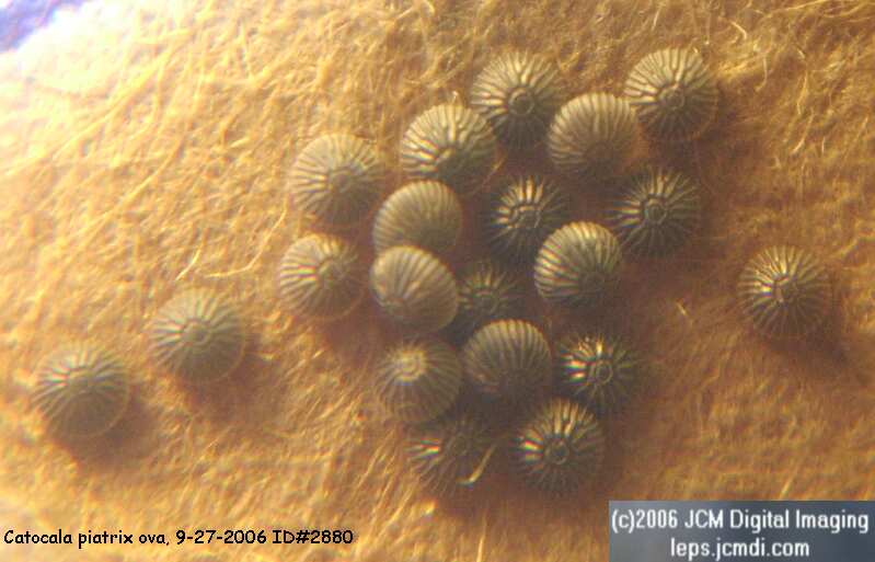Catocala piatrix (Piatrix Underwing) images and rearing documentary