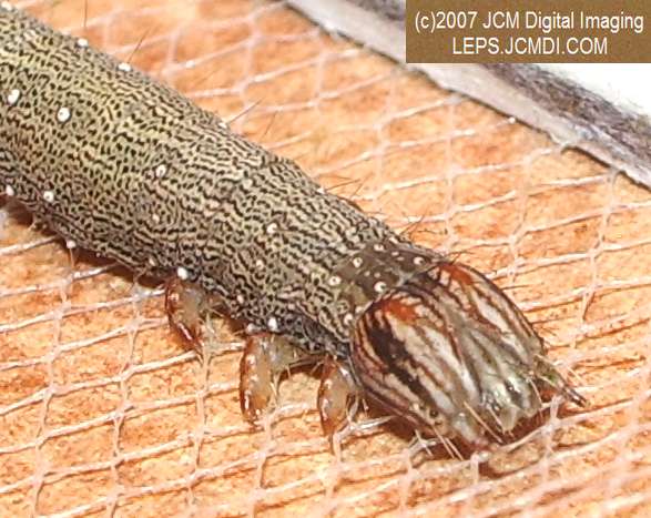 Catocala piatrix (Piatrix Underwing) images and rearing documentary