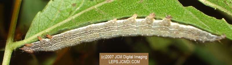 Catocala piatrix (Piatrix Underwing) images and rearing documentary