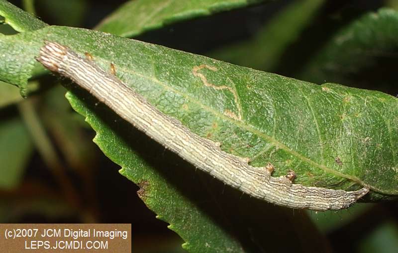 Catocala piatrix (Piatrix Underwing) images and rearing documentary