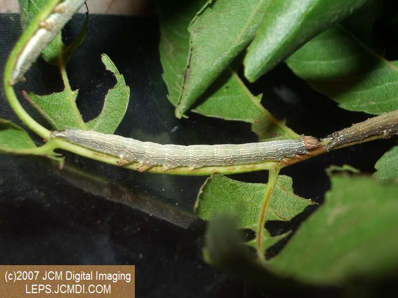 Catocala piatrix (Piatrix Underwing) images and rearing documentary