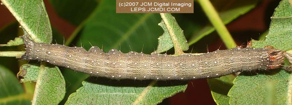 Catocala piatrix (Piatrix Underwing) images and rearing documentary