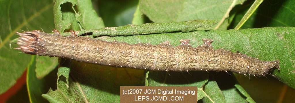 Catocala piatrix (Piatrix Underwing) images and rearing documentary