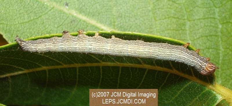 Catocala piatrix (Piatrix Underwing) images and rearing documentary