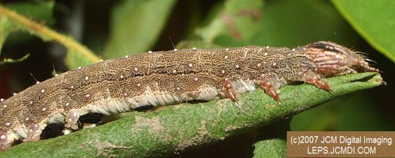 Catocala piatrix (Piatrix Underwing) images and rearing documentary