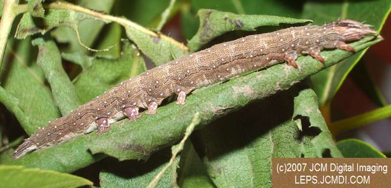 Catocala piatrix (Piatrix Underwing) images and rearing documentary