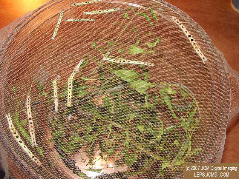 Catocala piatrix (Piatrix Underwing) images and rearing documentary