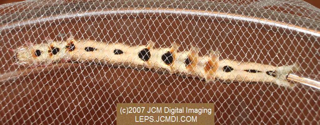Catocala piatrix (Piatrix Underwing) images and rearing documentary