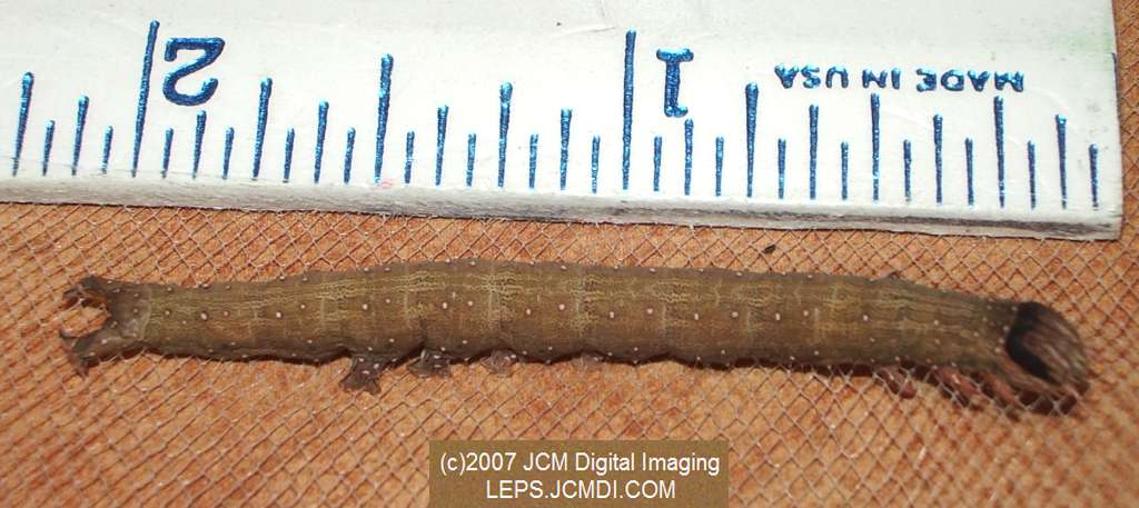 Catocala piatrix (Piatrix Underwing) images and rearing documentary