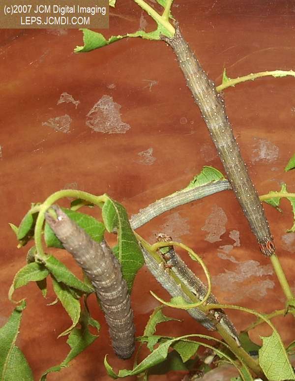 Catocala piatrix (Piatrix Underwing) images and rearing documentary