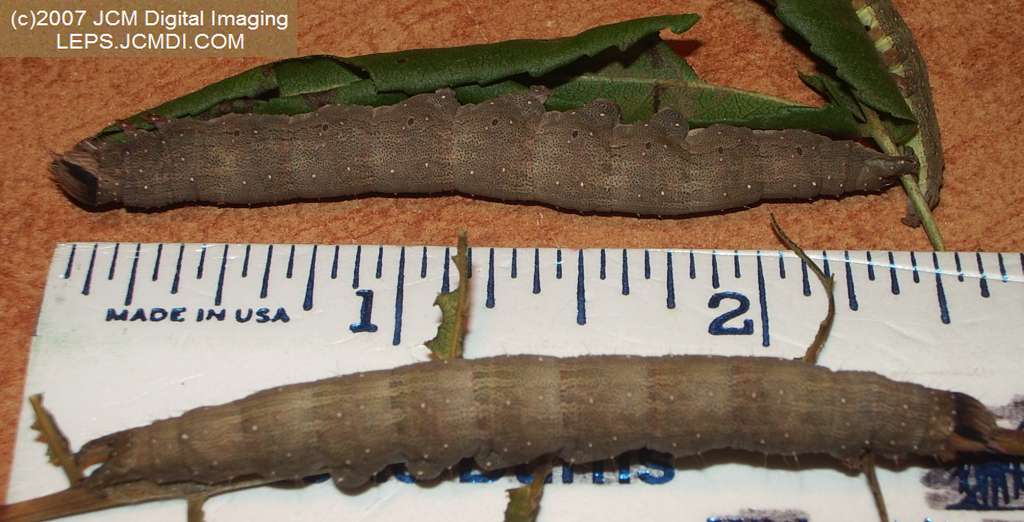Catocala piatrix (Piatrix Underwing) images and rearing documentary